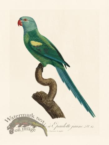 Barraband Parrot 061